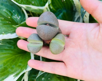 Hand-Picked 3 Live Pleiospilos Nelii