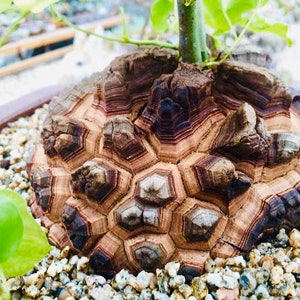 5 Seeds Rare Live Dioscorea Elephantipes / 'Elephant's Foot' Cactus Seeds / Exotic Cactus Seeds / Exotic Succulent Seeds