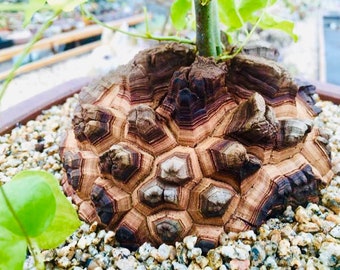 5 Seeds Rare Live Dioscorea Elephantipes / 'Elephant's Foot' Cactus Seeds / Exotic Cactus Seeds / Exotic Succulent Seeds