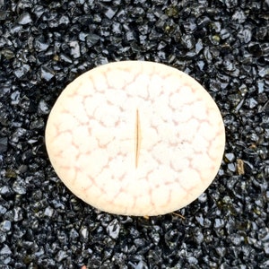 15 Seeds Lithops Pseudotruncatella Mix / Freshly Harvest 15 Premium Quality Authentic Lithops / Rare Succulent Lithops Seeds
