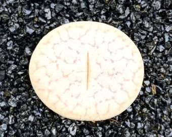 15 Seeds Lithops Pseudotruncatella Mix / Freshly Harvest 15 Premium Quality Authentic Lithops / Rare Succulent Lithops Seeds