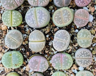 15 graines Lithops Olivacea Mix / Freshly Harvest 15 graines Lithops authentiques de qualité supérieure