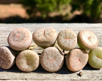 Live Exotic Lithops Pseudotruncatella Mix / 1-2 Years Old Living Stone Seedling / Rare Succulent Lithops Collector Item / Sold Individually