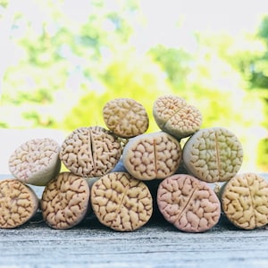 Live Limited Rare Bromfieldii var. Mennellii Cv. Pale Selection / Lithops Bromfieldii / Exotic Living Stone Plant / Sold Individually