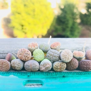 SALE Pack of 10 Live Exotic Baby Lithops / 1-1.5 Year Old Seedlings Perfect for Lithops Starter / Flowering Stone image 4