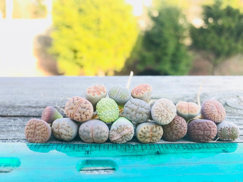 SALE Pack of 10 Live Exotic Baby Lithops / 1-1.5 Year Old Seedlings Perfect for Lithops Starter / Flowering Stone image 4