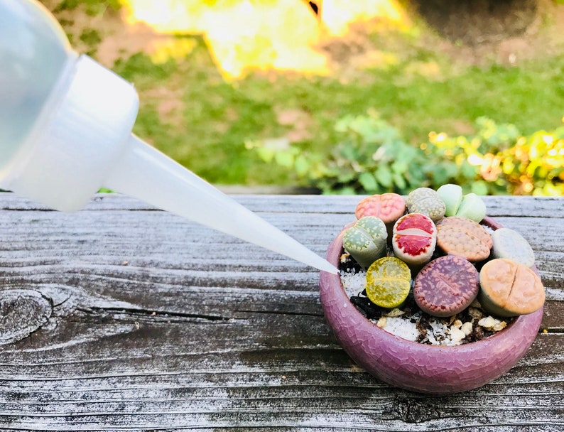 Succulent Watering Bottle / Plant Watering Bottle / Precise Etsy