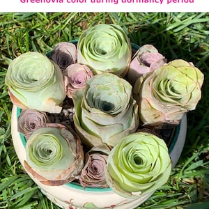 Live Large Greenovia Mix Plant / Rare Mountain Rose / Super Rare Exotic Succulent / Perfect Gift