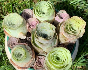 Live Large Greenovia Mix Plant / Rare Mountain Rose / Super Rare Exotic Succulent / Perfect Gift