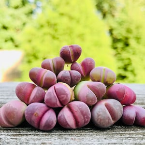 Limited Rare Lithops Optica cv. Rubra  / Lithops Living Stone Plant /  Purple Stone Flower / Split Rock Succulent Plants / Sold Individually