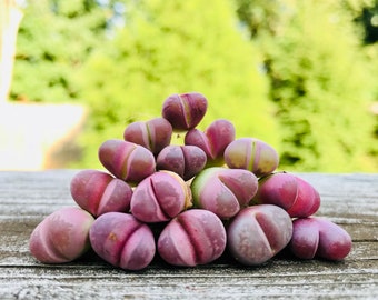 Limited Rare Lithops Optica cv. Rubra  / Lithops Living Stone Plant /  Purple Stone Flower / Split Rock Succulent Plants / Sold Individually