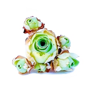 Live Greenovia Aurea Green Color Cluster / Mountain Rose / Super Rare Exotic Succulent / Greenovia (2 Inches)