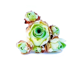 Live Greenovia Aurea Green Color Cluster / Mountain Rose / Super Rare Exotic Succulent / Greenovia (2 Inches)