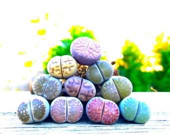 Live Lithops Succulent Plant / Medium Size Lithops Living Stone Plant / Split Rock Succulent Plants / Flowering Stone Plant / Holiday GIft