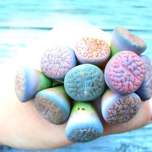 Exotic Lithops Plant / Rare Stone Flower Plant / Medium Lithops Succulent / Lithops Plant with Various Color & Patterns / Sold Individually image 4