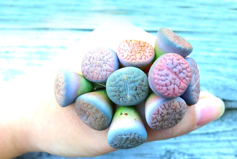 Exotic Lithops Plant / Rare Stone Flower Plant / Medium Lithops Succulent / Lithops Plant with Various Color & Patterns / Sold Individually image 4