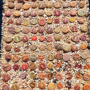 20 Seeds Lithops Aucampiae Mix / Freshly Harvest 20 Premium Quality Authentic Lithops Aucampiae Mix Seeds / Excellent Germination Rate