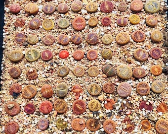 20 Seeds Lithops Aucampiae Mix / Freshly Harvest 20 Premium Quality Authentic Lithops Aucampiae Mix Seeds / Excellent Germination Rate