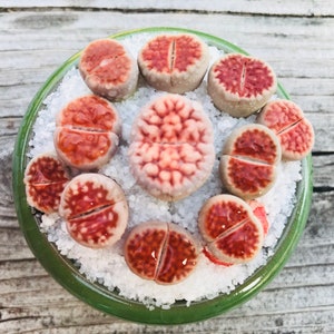 20 Seeds Lithops Karasmontana V Mickbergensis var Red Top / Freshly Harvest Premium Quality
