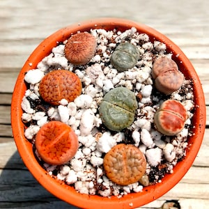 Exotic Lithops Plant / Rare Stone Flower Plant / Medium Lithops Succulent / Lithops Plant with Various Color & Patterns / Sold Individually image 6