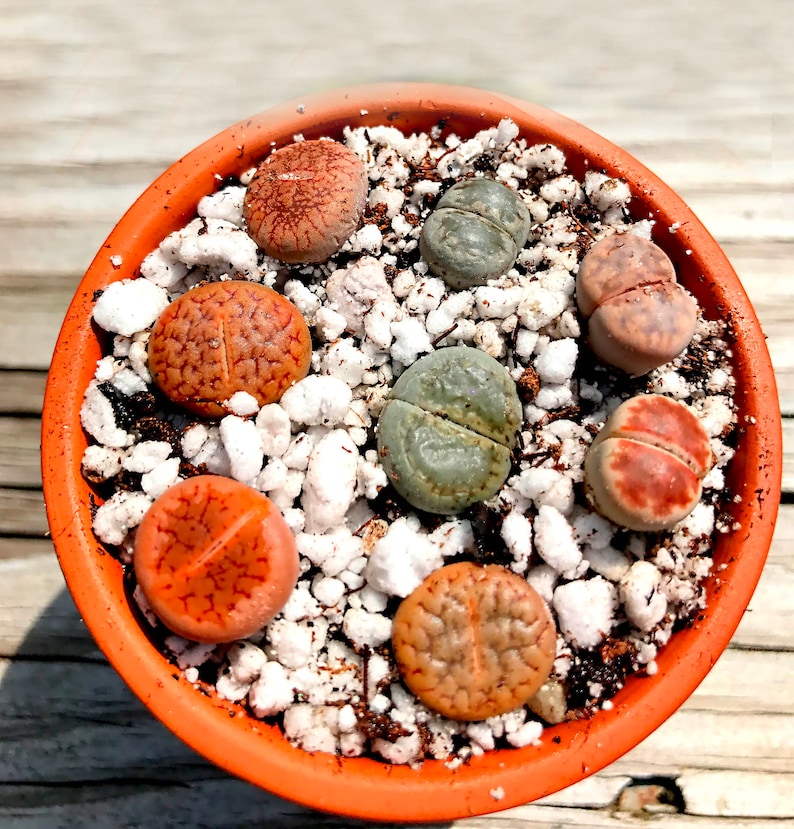 Live Lithops Plant / 2.5 Years Old Seedling Lithops Succulent /Living Stone Plant / Lithops Rock Succulent Plants / Sold Individually image 2