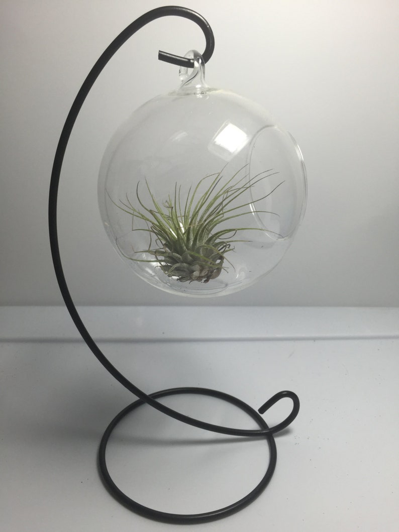 DIY Hanging Air Plant Glass Terrarium Globe / Glass Globe / Etsy
