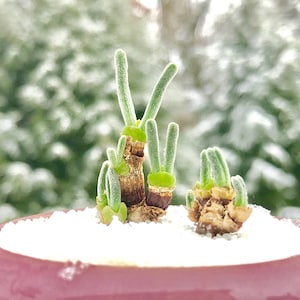 May include: A small succulent plant with green leaves growing in a pink pot covered in white snow.