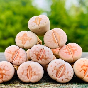 Live Limited Rare Lithops Julii C183 Hot Lips / Lithops Julii Hot Lips / Exotic Living Stone Plant / Lithops C183 / Sold Individually