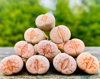 Live Limited Rare Lithops Julii C183 Hot Lips / Lithops Julii Hot Lips / Exotic Living Stone Plant / Lithops C183 / Sold Individually