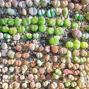 25 Lithops Seeds  + 1 Live Lithops Plant + Mini Germination Kit / OR Lithops Seeds + Kit / OR Seeds Only / Premium Authentic Lithops Seeds