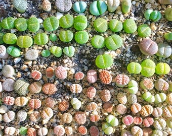 25 graines de Lithops + 1 plante de Lithops vivante + mini kit de germination / OU graines de Lithops + Kit / OU graines uniquement / Graines de Lithops authentiques premium