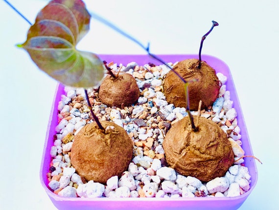 Semillas de Dioscorea Elephantipes para Plantar, Entusiastas de la Semillas de Dioscorea Elephantipes para Plantar, Entusiastas de la