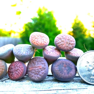 Exotic Lithops Plant / Rare Stone Flower Plant / Medium Lithops Succulent / Lithops Plant with Various Color & Patterns / Sold Individually image 3