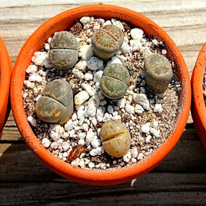 Live Lithops Plant / 2.5 Years Old Seedling Lithops Succulent /Living Stone Plant / Lithops Rock Succulent Plants / Sold Individually image 5