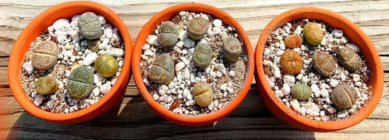 Live Lithops Plant / 2.5 Years Old Seedling Lithops Succulent /Living Stone Plant / Lithops Rock Succulent Plants / Sold Individually image 5