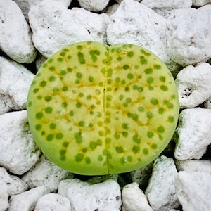 10 Seeds Lithops Fulviceps Aurea C363 / Exotic Lithops Plant Seeds / Yellowish Green Lithops Plant / High Germination