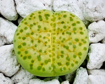 10 Seeds Lithops Fulviceps Aurea C363 / Exotic Lithops Plant Seeds / Yellowish Green Lithops Plant / High Germination