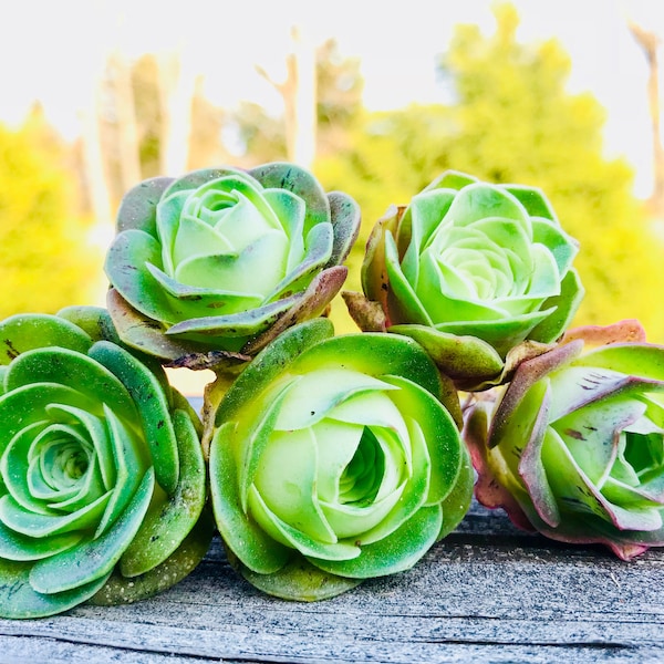 Limited Live Aeonium Canariense / Giant Velvet Rose / Mountain Rose / Super Rare Exotic Succulent  / succulent Terrarium / Succulent