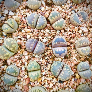 10 Seeds Lithops Otzeniana Mix  / Freshly Harvest 10 Premium Quality Authentic Lithops Seeds  / Rare Succulent Lithops Seeds