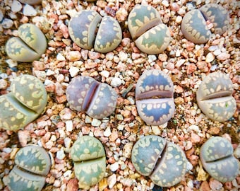 10 Graines Lithops Otzeniana Mix / Fraîchement Récolté 10 Graines Lithops Authentiques de Qualité Supérieure / Graines Lithops Succulentes Rares