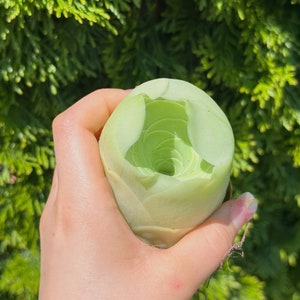 Met de hand geplukte grote Aeonium diplocyclum var. gigantea / zeldzame bergroos / zeldzame exotische vetplant / levende vetplant / plant #2