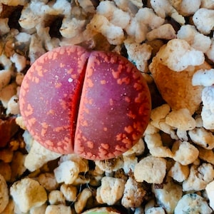 10 Seeds Lithops Aucampiae Ruby Red / Freshly Harvest 10 Premium Quality Authentic Lithops aucampiae Rudesheim Ruby Red Seeds
