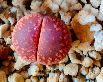 10 Graines Lithops Aucampiae Rouge rubis / Fraîchement Récolté 10 Lithops aucampiae authentiques de qualité supérieure Rudesheim Ruby Rouge Graines