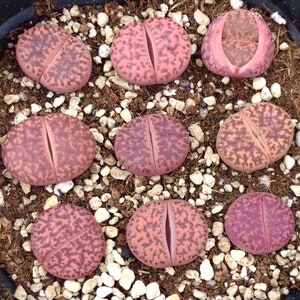Limited Rare Lithops Bromfieldii Glaudinae &#39;Ember&#39;  / Lithops Living Stone Plant /  Purple Stone Flower / Sold Individually