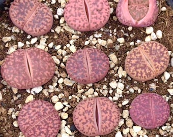 Limited Rare Lithops Bromfieldii Glaudinae 'Ember'  / Lithops Living Stone Plant /  Purple Stone Flower / Sold Individually