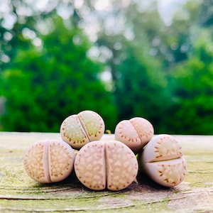 Live Limited Rare Lithops Julii C121/ Lithops Julii / Exotic Living Stone Plant / Light Purple Lithops /  Sold Individually / C121