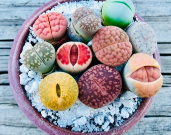 Plante Lithops exotique vivante de 12 à 15 ans en pot / Choisissez votre pot préféré / Belle collection de lithops colorée / Meilleurs cadeaux pour les amateurs de plantes