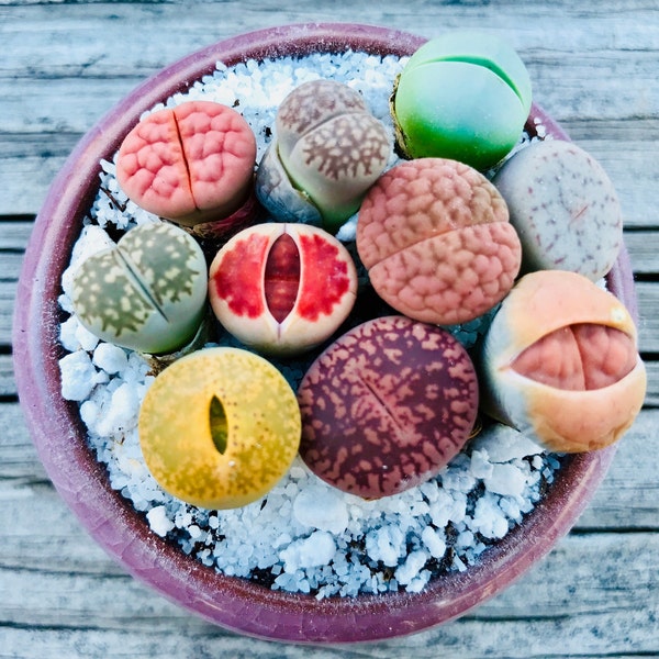 Plante Lithops exotique vivante de 12 à 15 ans en pot / Choisissez votre pot préféré / Belle collection de lithops colorée / Meilleurs cadeaux pour les amateurs de plantes