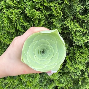 Met de hand geplukte grote Aeonium diplocyclum var. gigantea / zeldzame bergroos / zeldzame exotische vetplant / levende vetplant