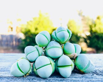 Limited Rare Lithop Succulent Gibbaeum Heathii / Lithops Living Stone Plant / Split Rock Succulent Plants / Flowering Stone / Ice Plant